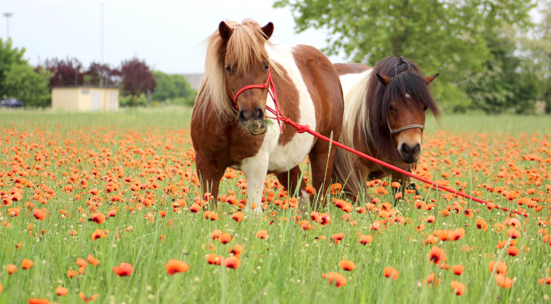 I pony di Teresa sul prato fiorito