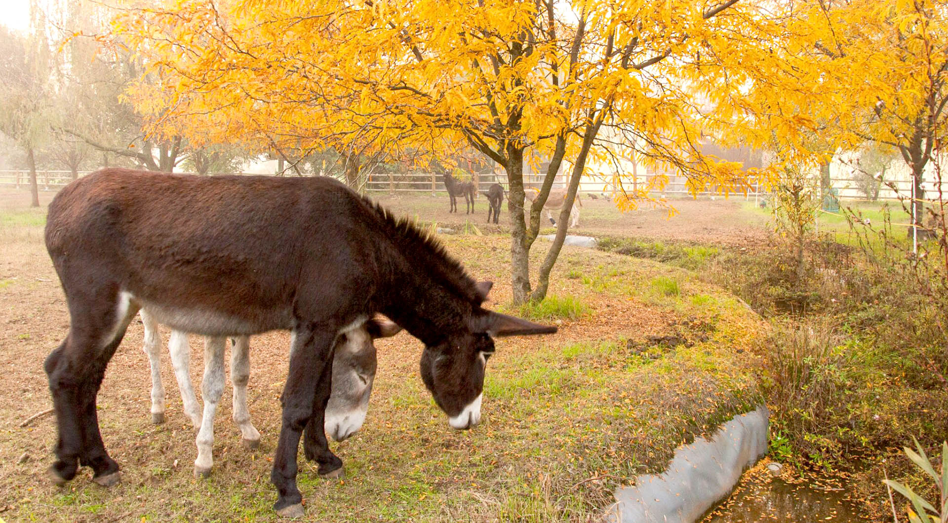 Gli asini di Teresa d'autunno